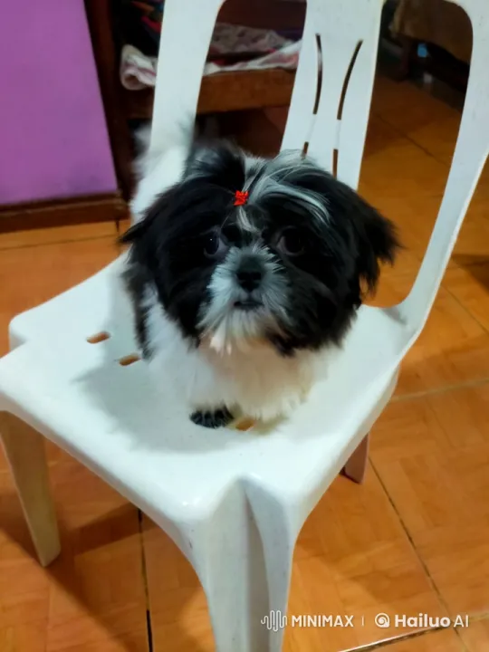 Fluffy Dog Dances on Chair with Curiosity – AI Generated Video | Hailuo AI