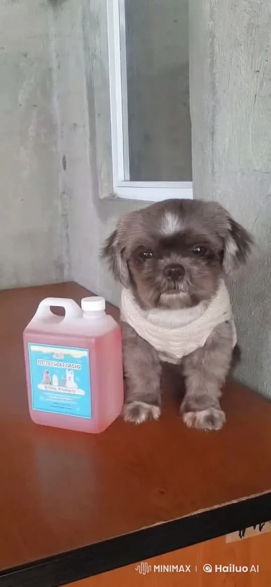 Cute Dog Shows Off Dance and Kungfu Skills – AI Generated Video | Hailuo AI