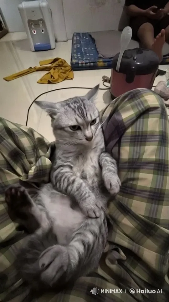 Silver-Furred Cat Performs Kungfu in Cozy Room – AI Generated Video | Hailuo AI