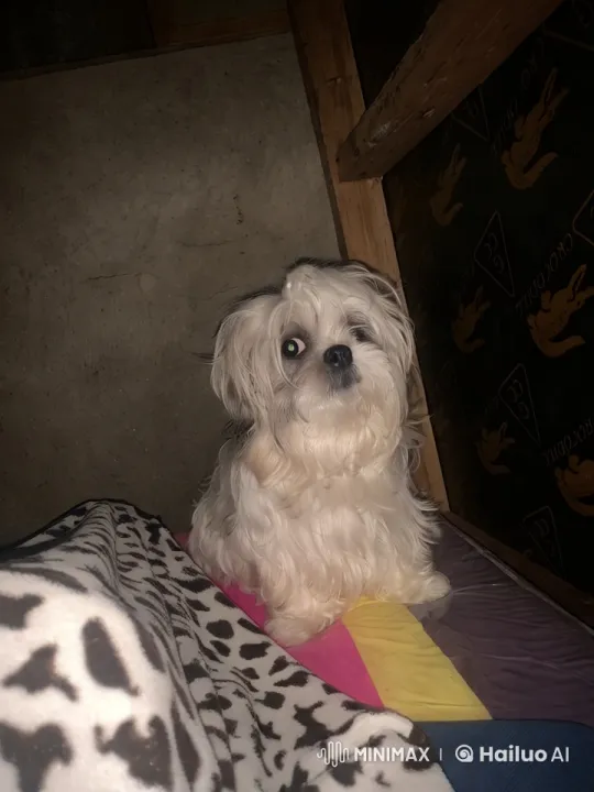 Cute White Dog in Rustic Room Examines Surroundings – AI Generated Video | Hailuo AI