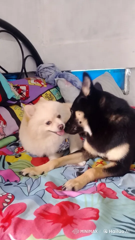 Affectionate Play Between Pomeranian and Shiba Inu – AI Generated Video | Hailuo AI