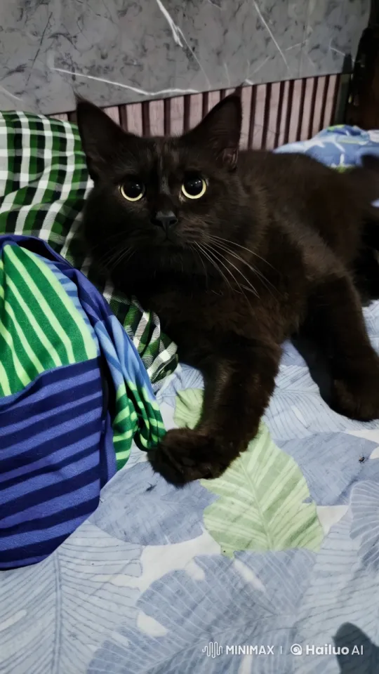 Graceful Cat Performs Kungfu Moves on Colorful Bed – AI Generated Video | Hailuo AI