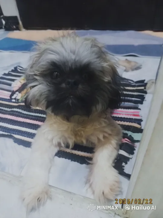 Fluffy Dog Enacts Playful Dance on Colorful Mat – AI Generated Video | Hailuo AI