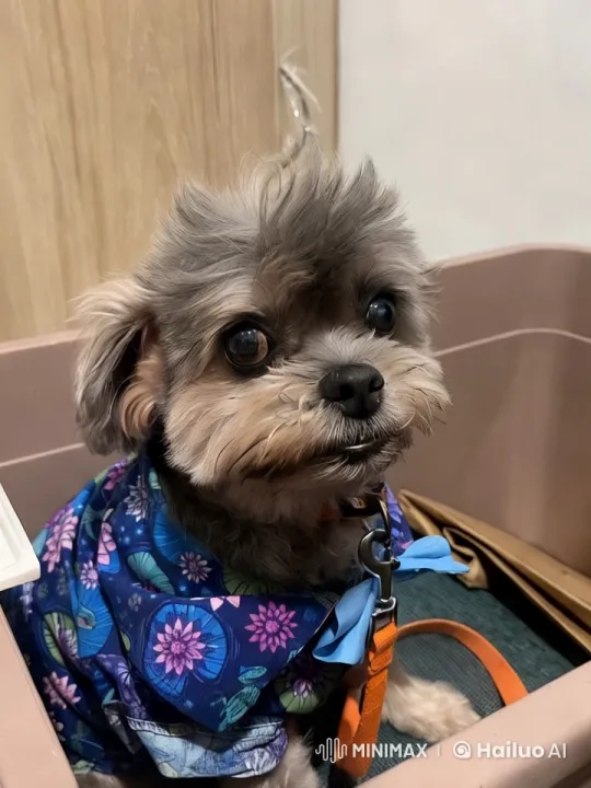 Fluffy Gray Dog Joyfully Dancing in Cozy Home – AI Generated Video | Hailuo AI