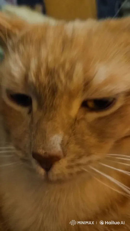 Playful Orange Tabby Cat with Toy Gun – AI Generated Video | Hailuo AI
