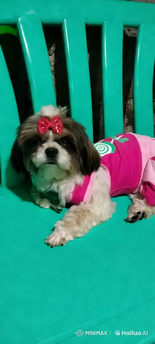 Cute Dog in Pink Outfit Performs Playful Kungfu – AI Generated Video | Hailuo AI