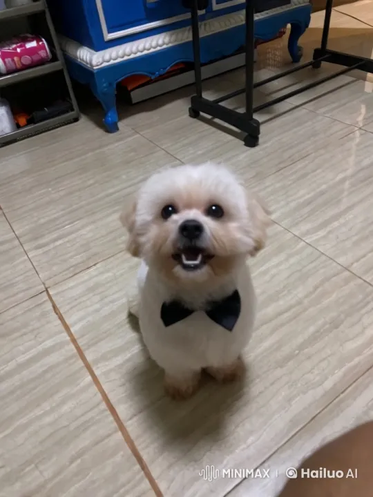 Fluffy Dog Mimics Martial Arts in Playful Display – AI Generated Video | Hailuo AI