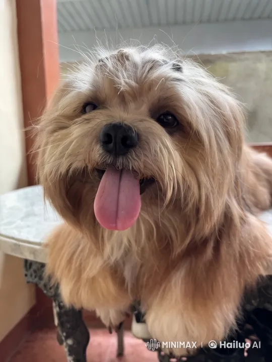 Fluffy Dog Joyfully Dancing on Marble Table – AI Generated Video | Hailuo AI