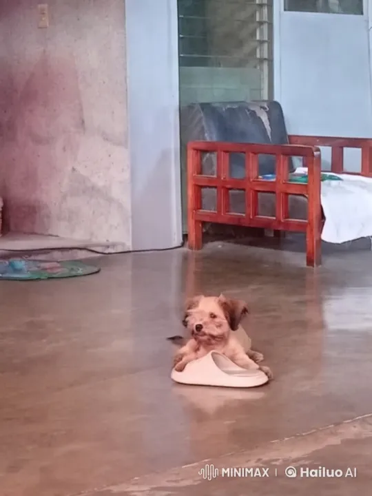 Dog's Playful Dance and Punches Captured – AI Generated Video | Hailuo AI