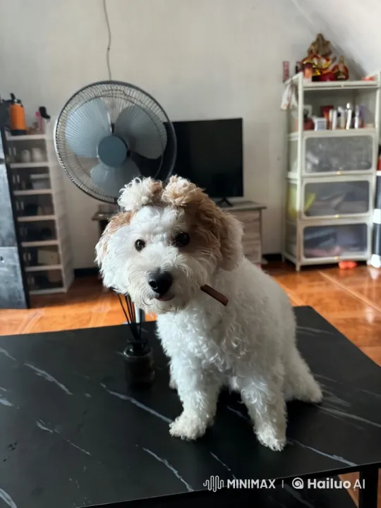 Fluffy Dog Dances on Table in Cozy Room – AI Generated Video | Hailuo AI