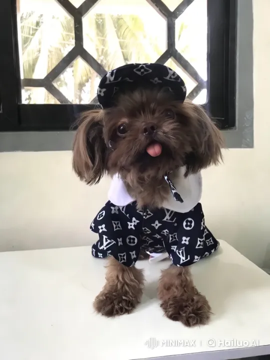 Fluffy Dog Dances Stylishly in Tropical Setting – AI Generated Video | Hailuo AI