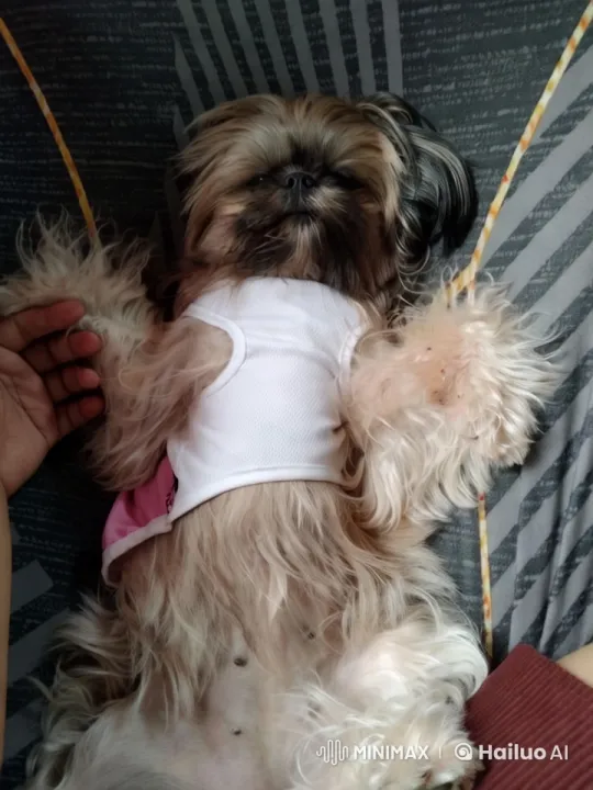 Shih Tzu Dog Showcases Affection, Agility, and Playful Moves – AI Generated Video | Hailuo AI