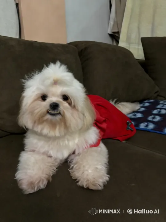 Fluffy Dog Performs Playful Kung Fu in Cozy Living Room – AI Generated Video | Hailuo AI