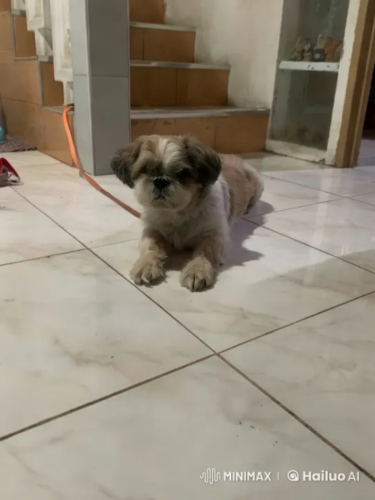 Energetic Small Dog Dancing in Cozy Home – AI Generated Video | Hailuo AI