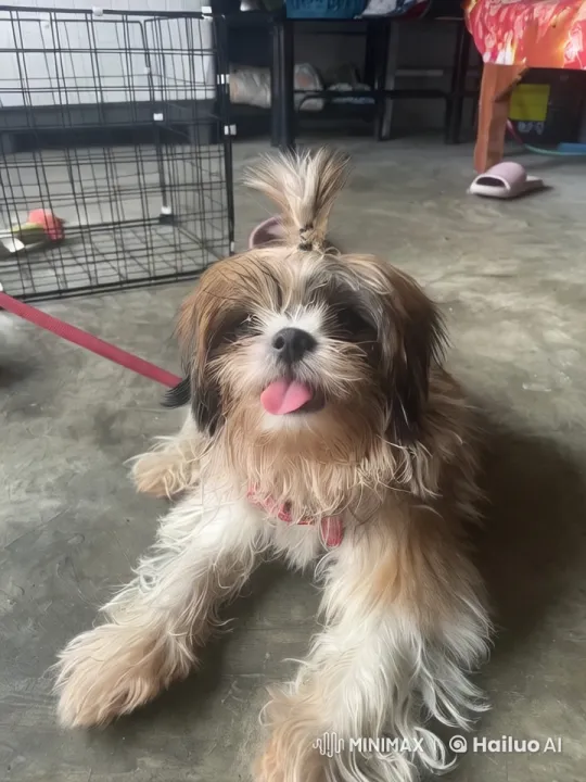 Fluffy Dog Performs Playful Kungfu Moves – AI Generated Video | Hailuo AI