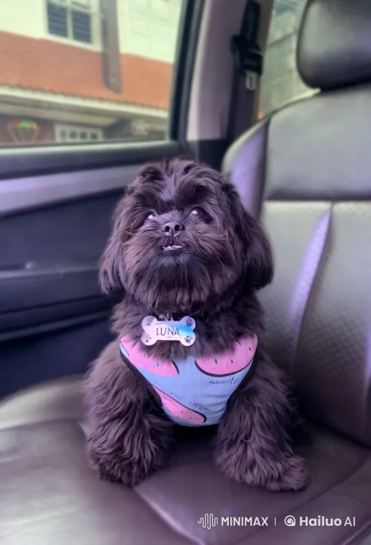 Luna the Fluffy Dog Dances and Punches in Car – AI Generated Video | Hailuo AI