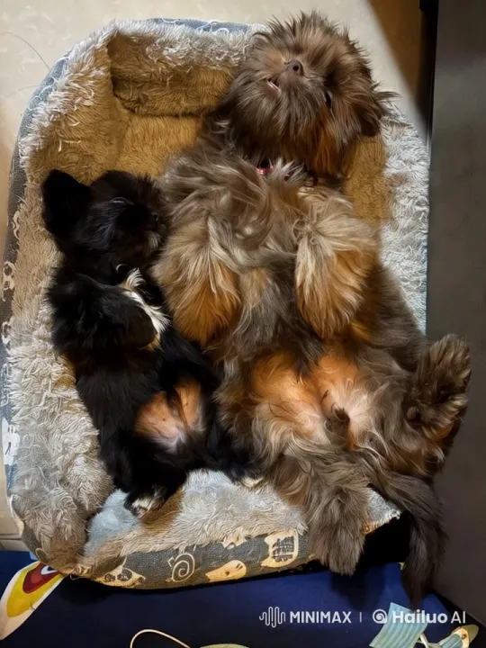 Dogs Joyfully Dancing in Cozy Grey Bed – AI Generated Video | Hailuo AI
