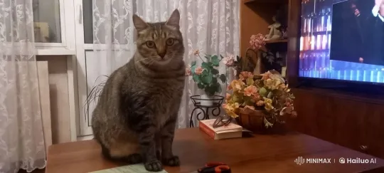 Cozy Living Room with Graceful Tabby Cat – AI Generated Video | Hailuo AI
