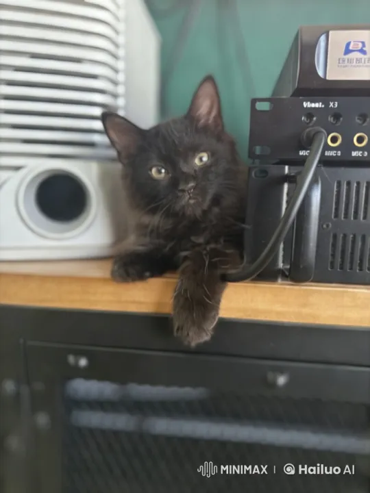 Calm Kitten Amidst Tech Equipment – AI Generated Video | Hailuo AI