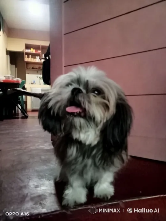 Fluffy Dog Performs Playful Actions and Kungfu Moves – AI Generated Video | Hailuo AI