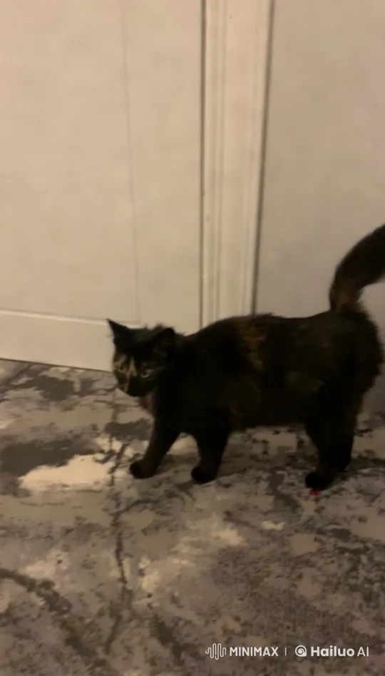 Elegant Dance of a Tortoiseshell Cat – AI Generated Video | Hailuo AI