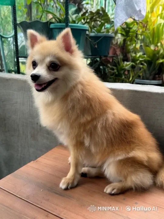 Pomeranian Dances and Rolls Over in a Lush Garden – AI Generated Video | Hailuo AI
