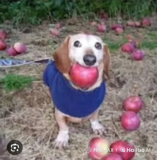 Dog in Field Throws Apple as Bomb Approaches – AI Generated Video | Hailuo AI