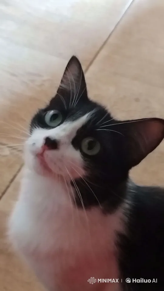 Charming Black and White Cat Dancing Gracefully – AI Generated Video | Hailuo AI