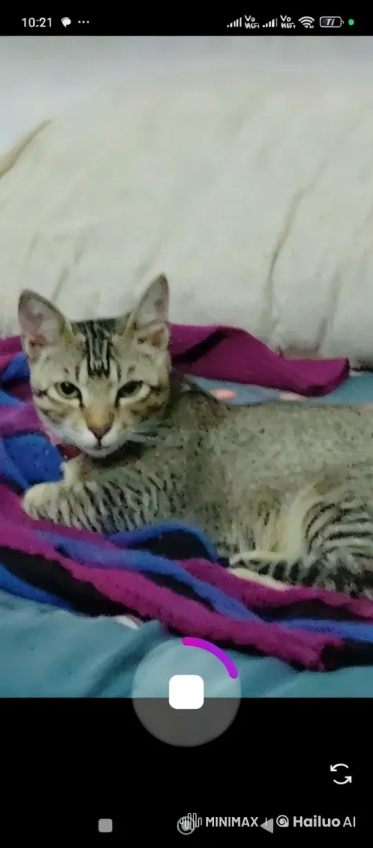 Brave Kitty Knight Embarks on Cozy Quest – AI Generated Video | Hailuo AI