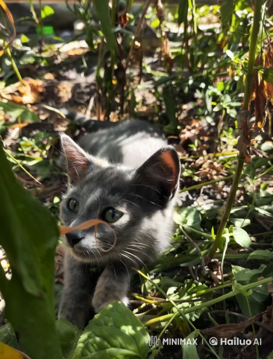 Tranquil Nature: Close-up of a Kitten in Sunlit Foliage – AI Generated Video | Hailuo AI