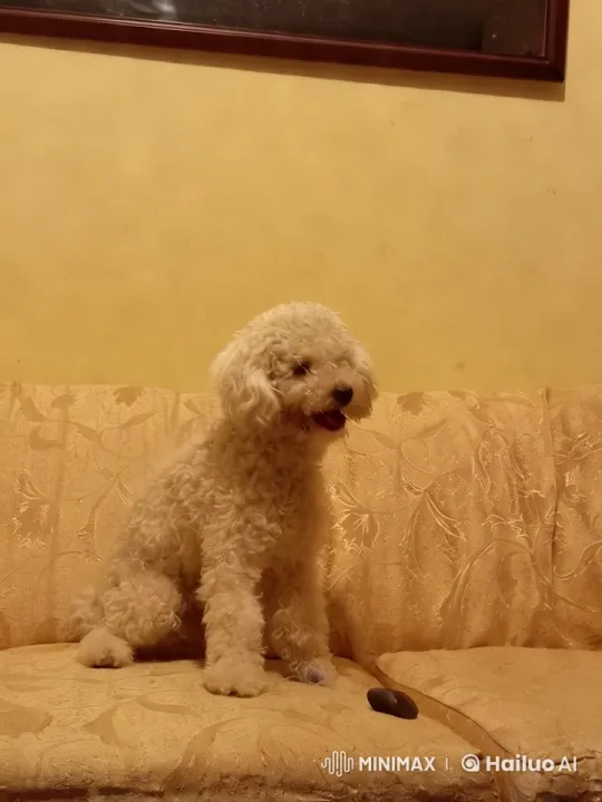 Magical Flying Dog Drops Bombs on Couch – AI Generated Video | Hailuo AI
