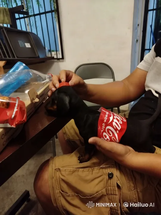 The Coca-Cola Dog: A Canine's Epic Quest – AI Generated Video | Hailuo AI