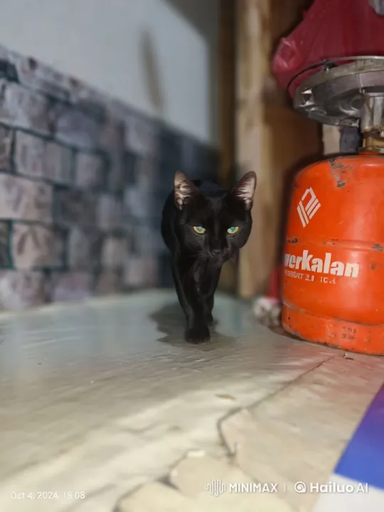 Black Cat Cautiously Walks Along White Surface – AI Generated Video | Hailuo AI