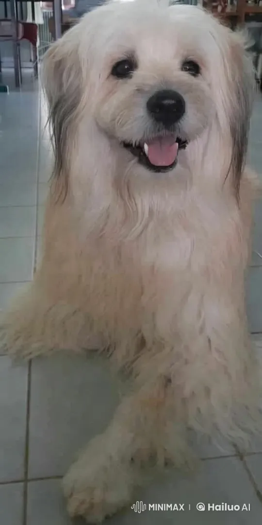 Dancing Dog in Cozy Indoor Setting – AI Generated Video | Hailuo AI
