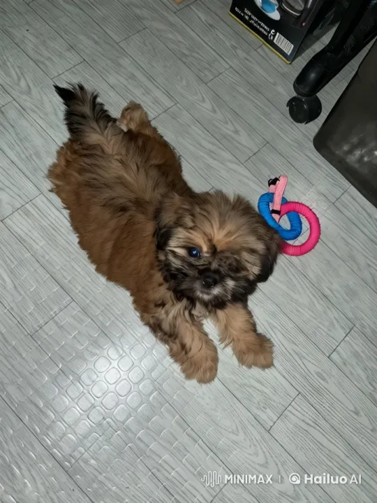 Adorable Puppy in Cozy Home Setting – AI Generated Video | Hailuo AI