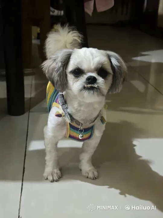 Joyful Dancing Dog in Colorful Harness – AI Generated Video | Hailuo AI