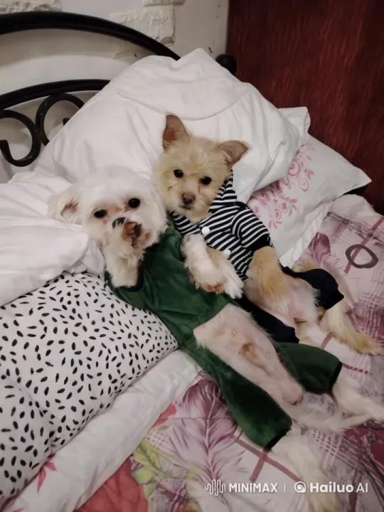 Adorable Dancing Dogs in Stylish Pajamas – AI Generated Video | Hailuo AI