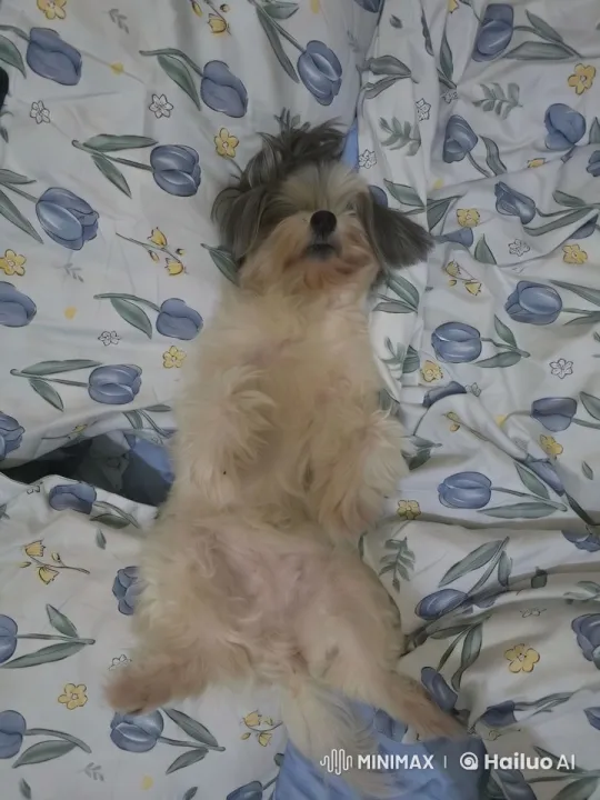 Fluffy Dog Performs Karate on Floral Bed – AI Generated Video | Hailuo AI