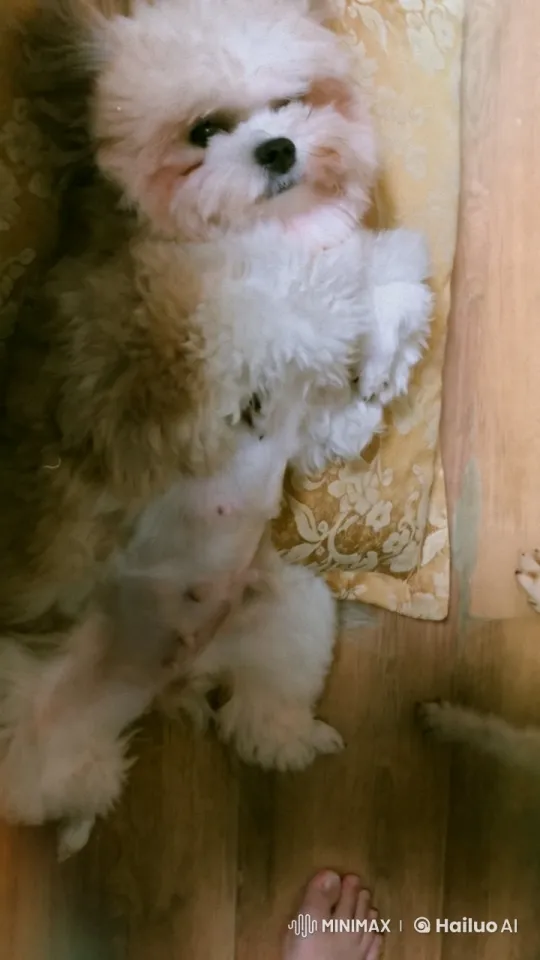 Fluffy Dog Mimics Boxing and Kungfu in Playful Dance – AI Generated Video | Hailuo AI