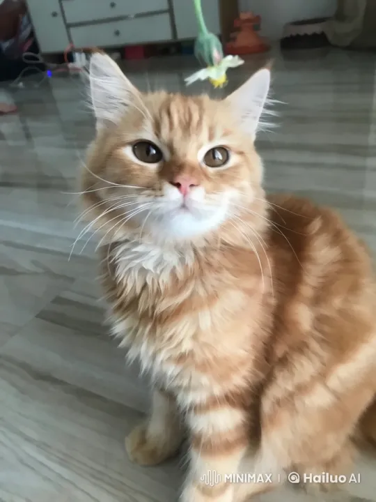 Ginger Cat Performs Playful Kung Fu Dance – AI Generated Video | Hailuo AI