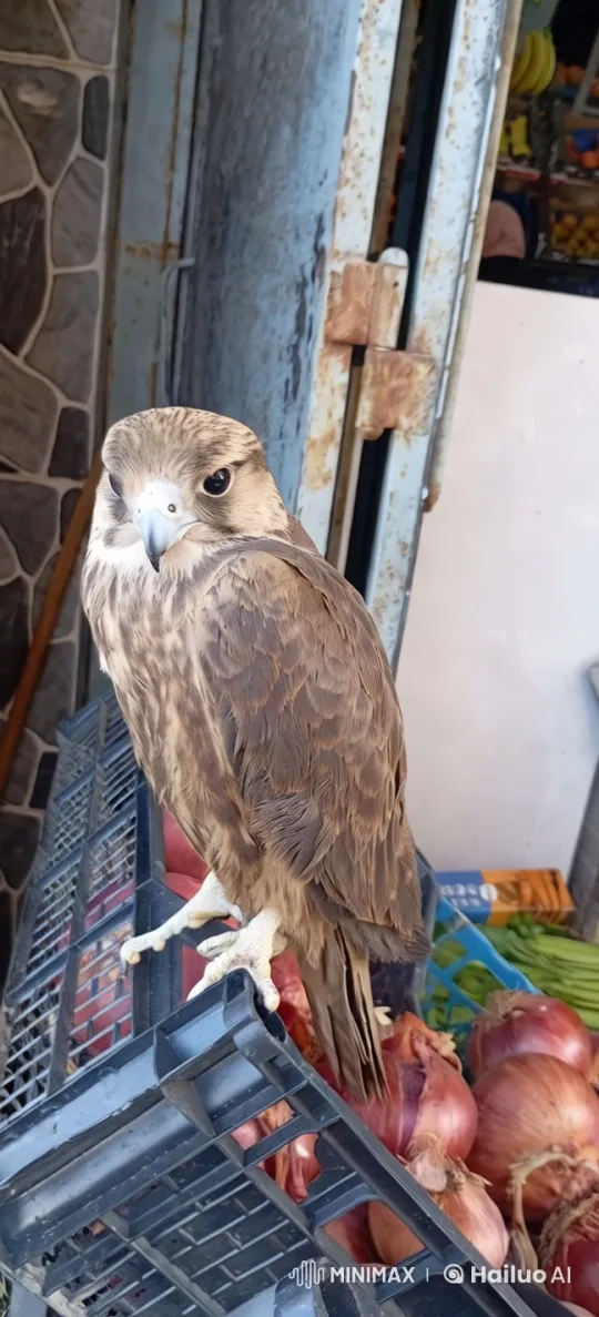 Majestic Hawk in Rustic Market Setting – AI Generated Video | Hailuo AI