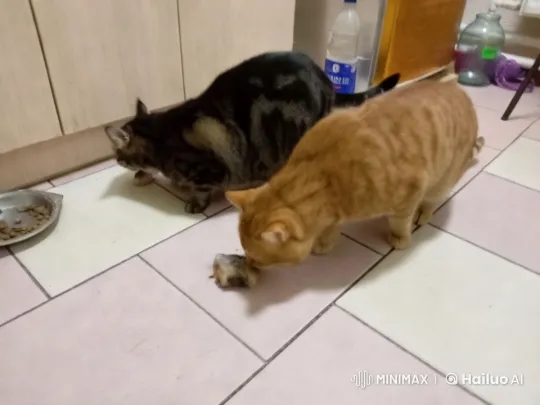 Cats Exchange Gifts and Greetings in Cozy Kitchen – AI Generated Video | Hailuo AI