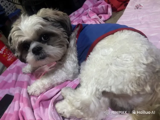 Fluffy Dog Showcases Martial Arts Skills – AI Generated Video | Hailuo AI