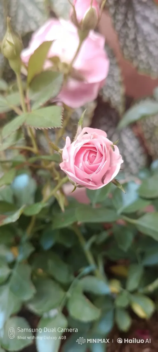 Vibrant Pink Rose in Gentle Breeze with Soft Lighting – AI Generated Video | Hailuo AI
