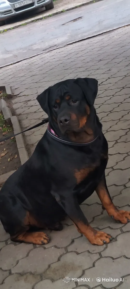 Rottweiler on Pavement: Aesthetic Close-Up with Swift Camera Work – AI Generated Video | Hailuo AI
