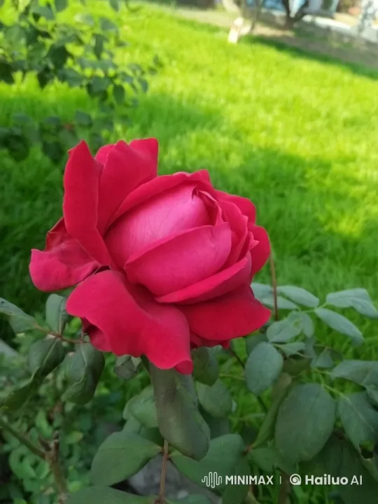 Vibrant Rose in Serene Garden Setting – AI Generated Video | Hailuo AI