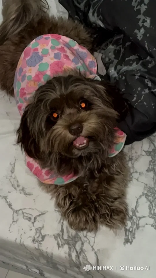 Dancing Dog in Colorful Outfit Captivates on Marble Bed – AI Generated Video | Hailuo AI