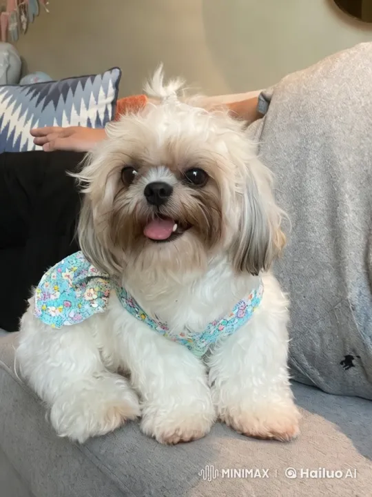 Shih Tzu Dog Enacts Playful Kung Fu Dance – AI Generated Video | Hailuo AI