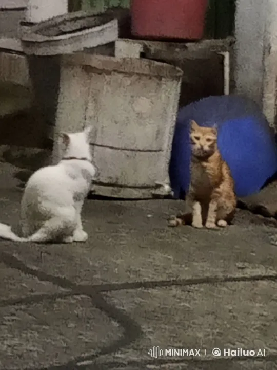 Kungfu Cats in Alleyway Showdown – AI Generated Video | Hailuo AI