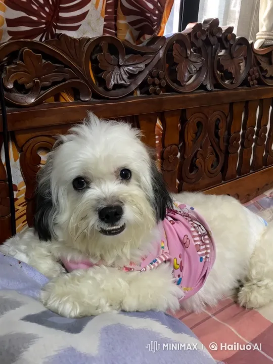 Fluffy Dog Performs Playful Dance and Kung Fu Moves – AI Generated Video | Hailuo AI